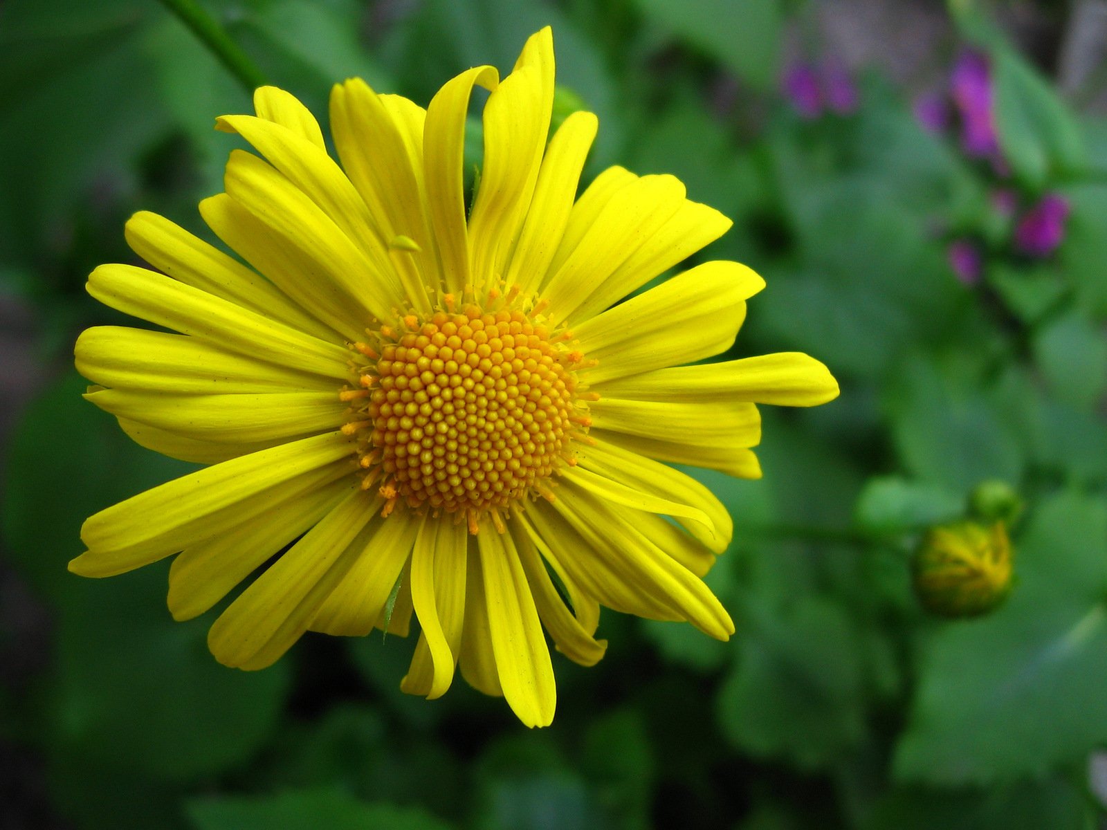a closeup of yellow flower with green plants behind it