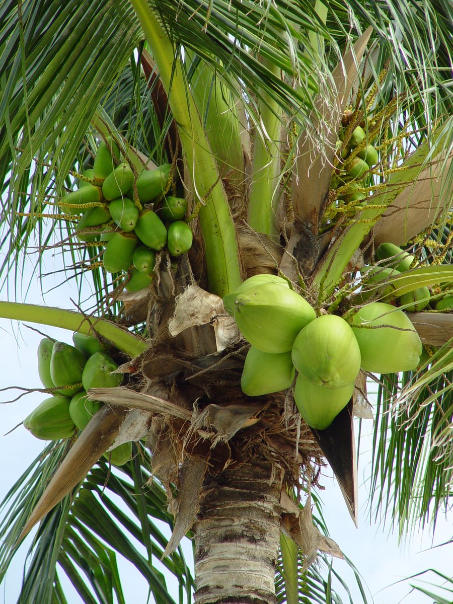 a palm tree filled with green coconuts on a sunny day