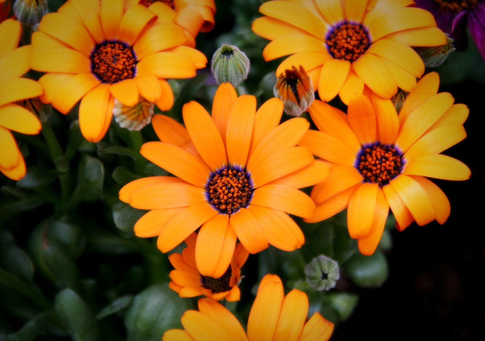 a group of orange flowers sitting on top of a lush green field