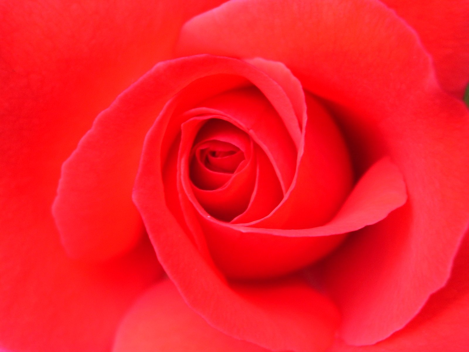 a red rose is shown in the middle of the image