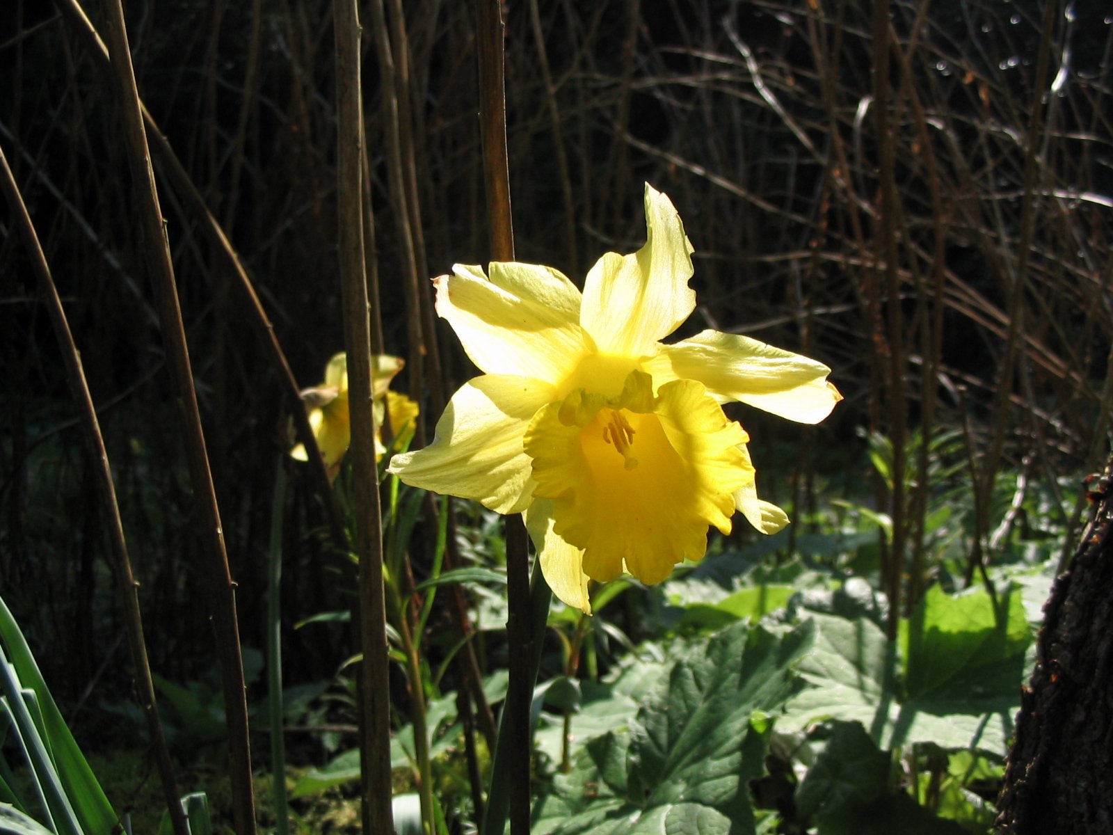 the yellow flower is growing out of the ground