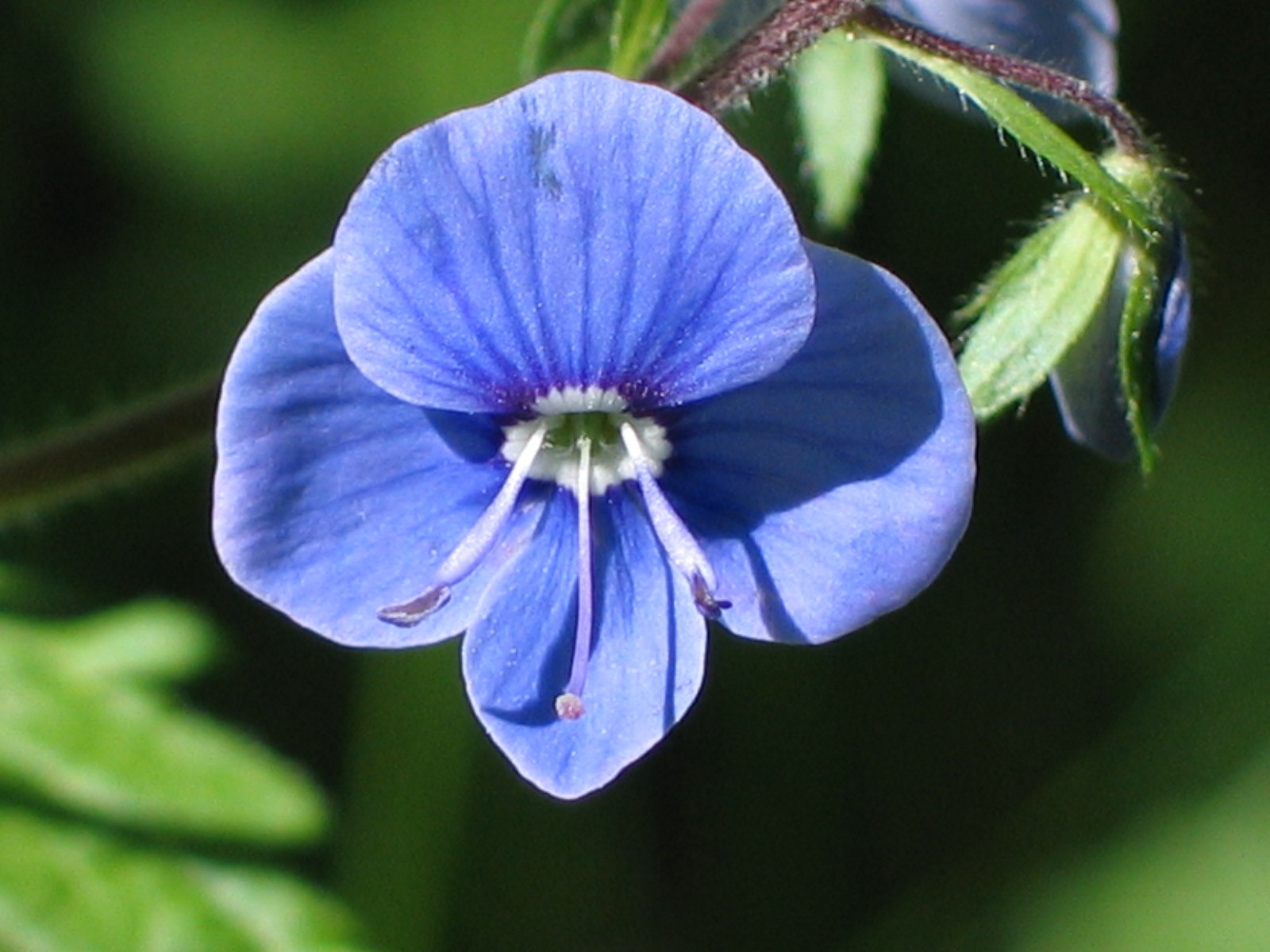 a blue flower that is growing near some leaves