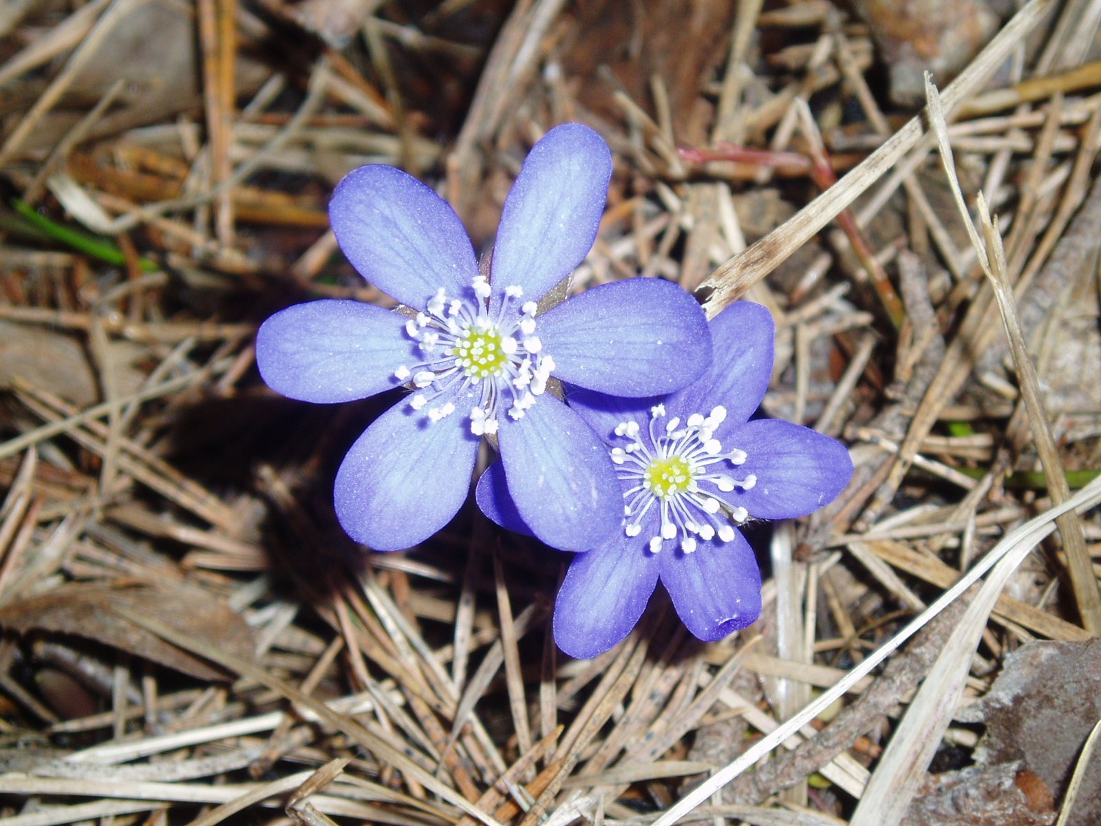 two blue flowers blooming on a pile of ground