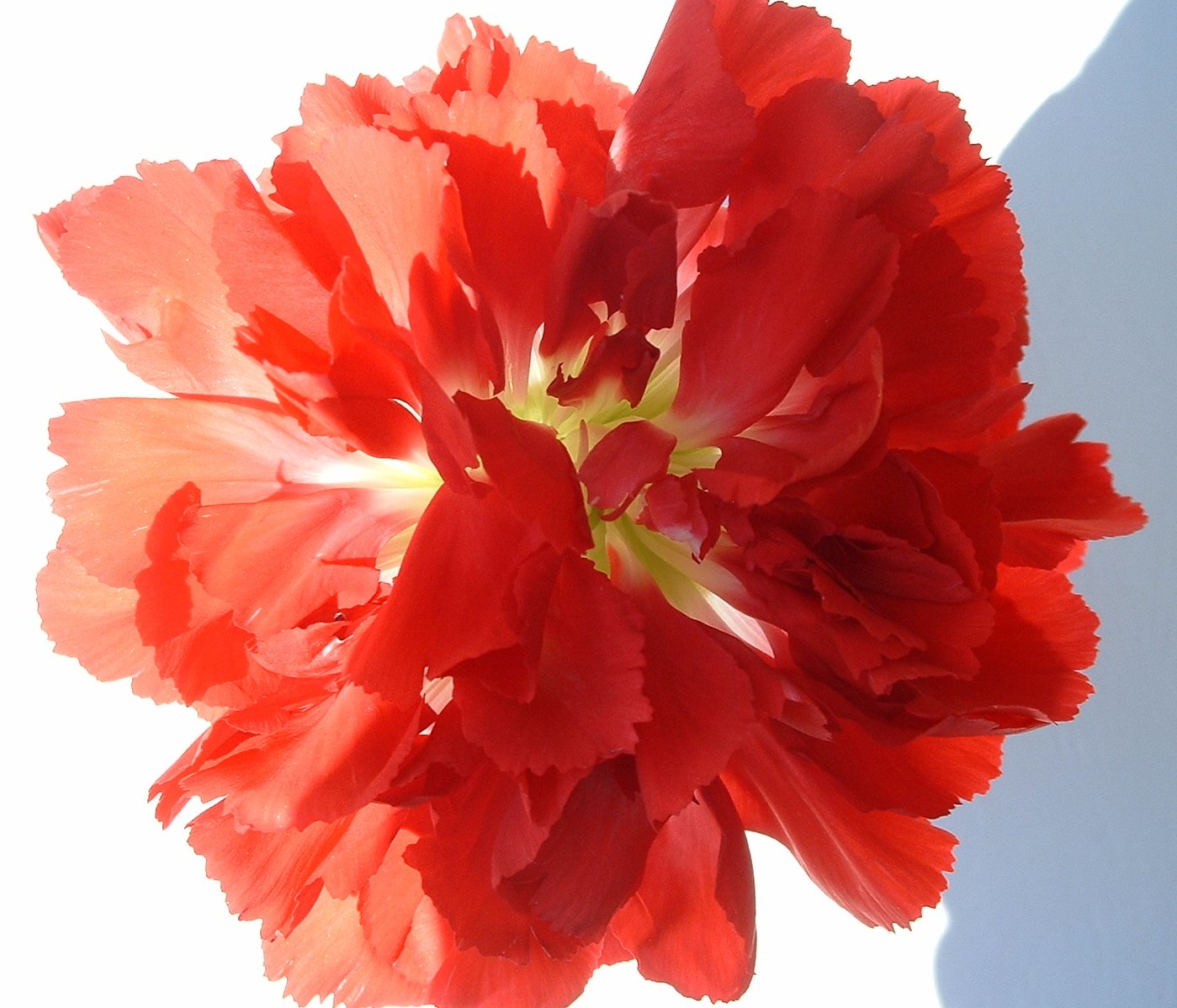 an orange and red flower blooming next to a wall