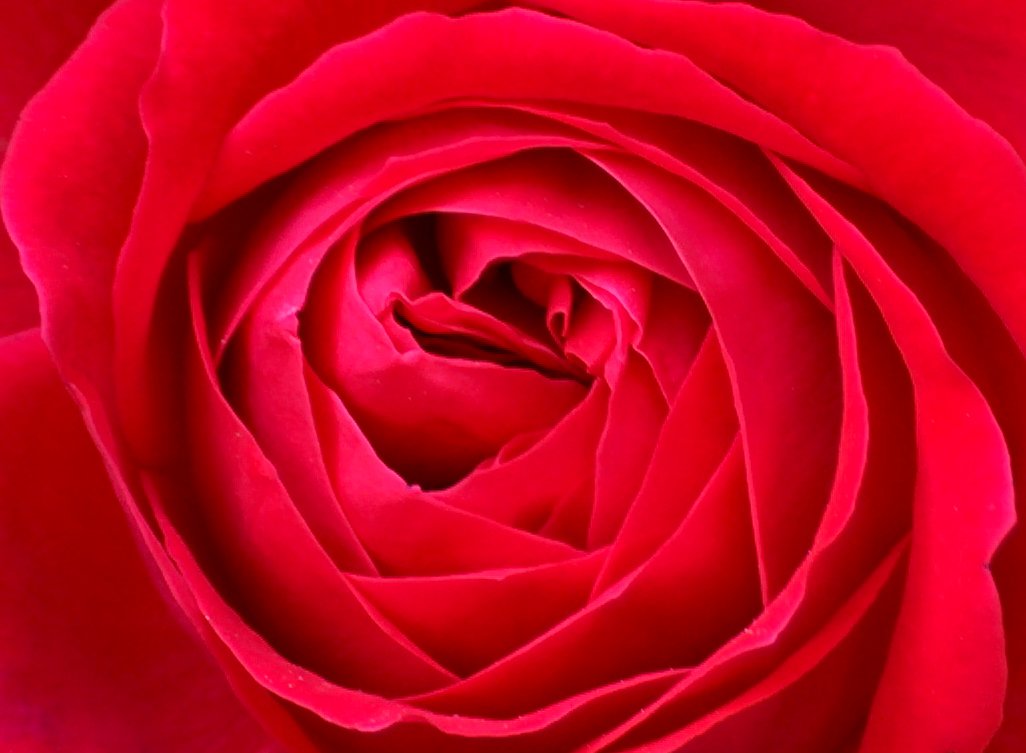 the top view of a rose flower