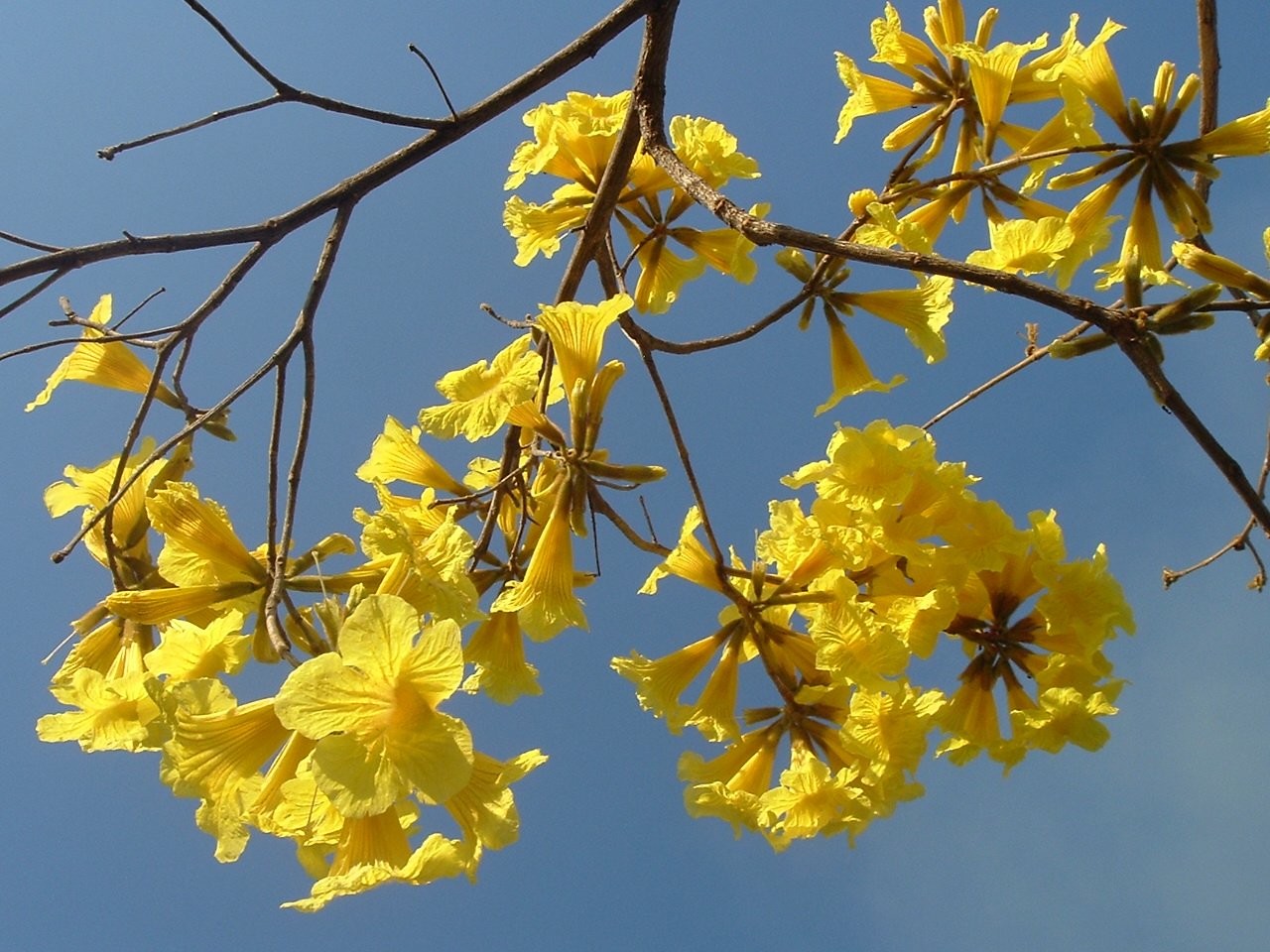 a bush of yellow flowery nches in the sun