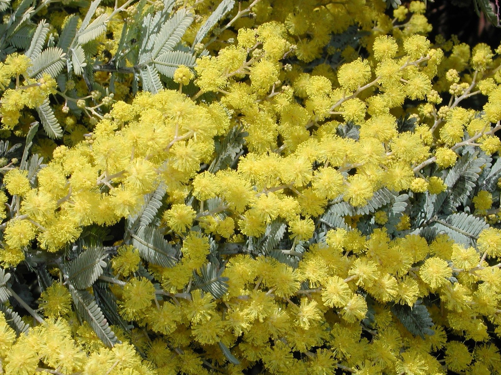 a close up of flowers with leaves and yellow color