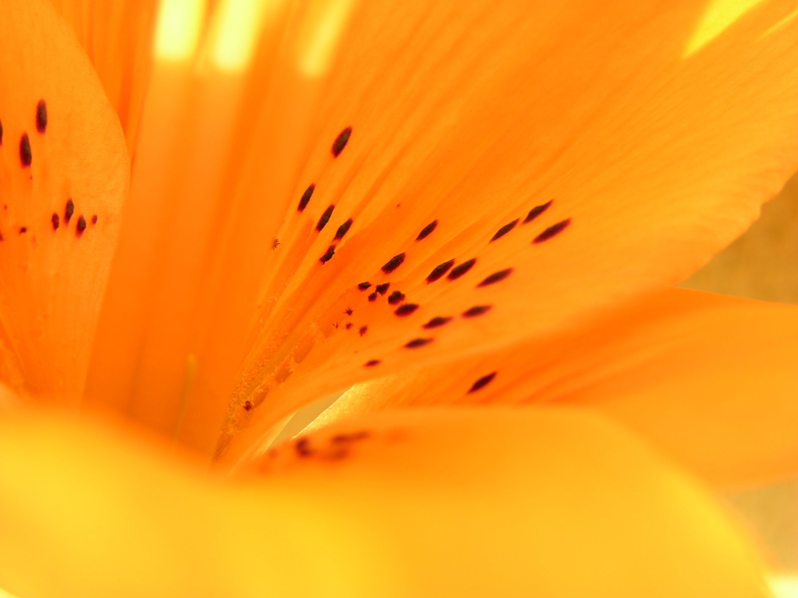 closeup s of a yellow flower with several black spots