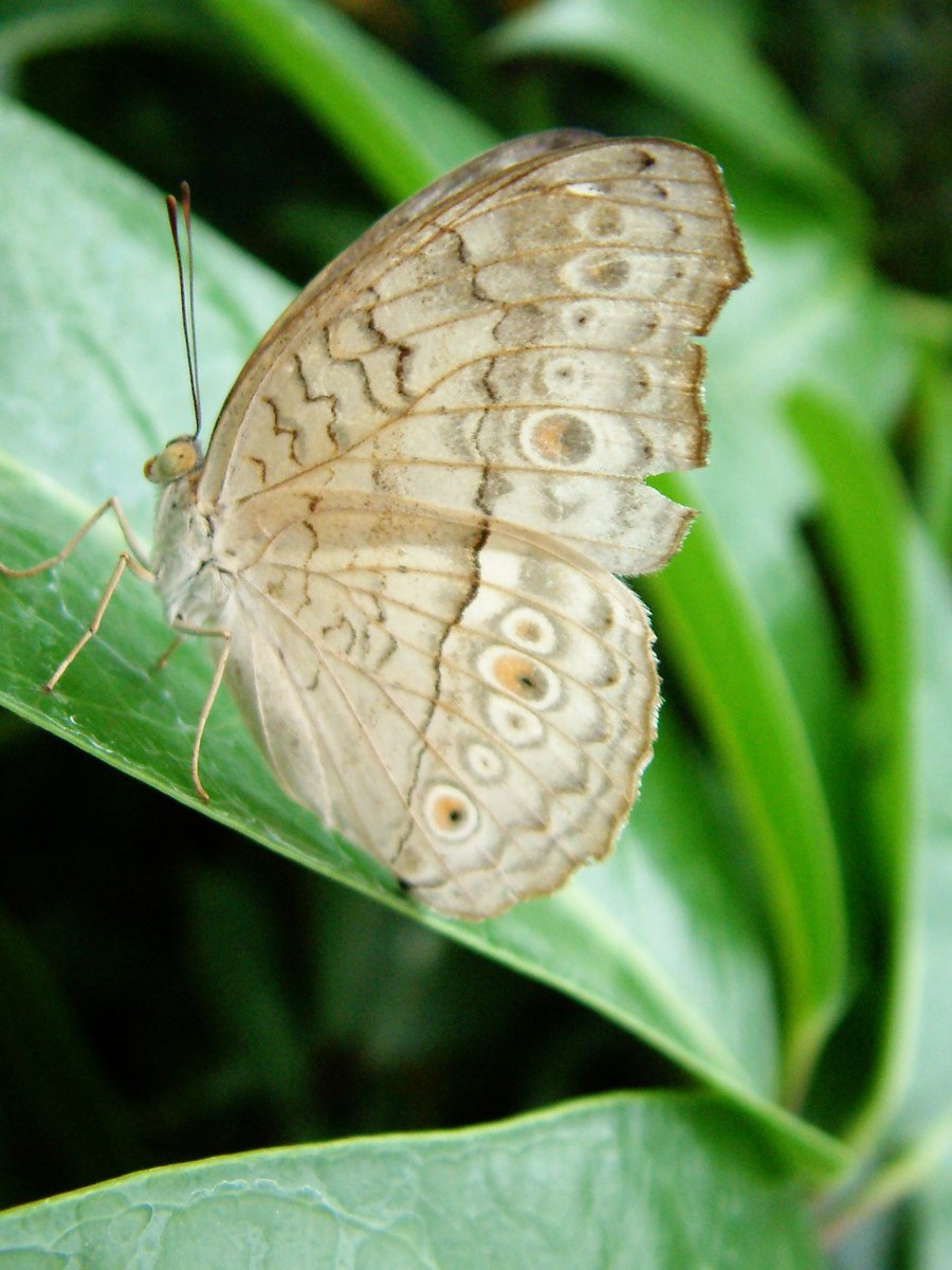 the light brown erfly is resting on a green leaf