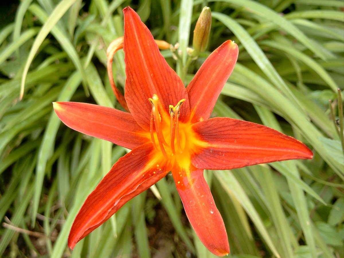 a single red flower is blooming with green leaves