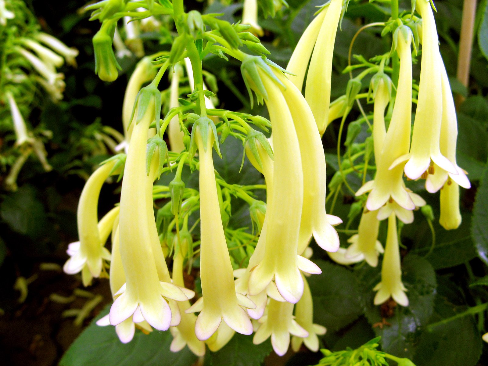 this is a close up view of yellow flowers