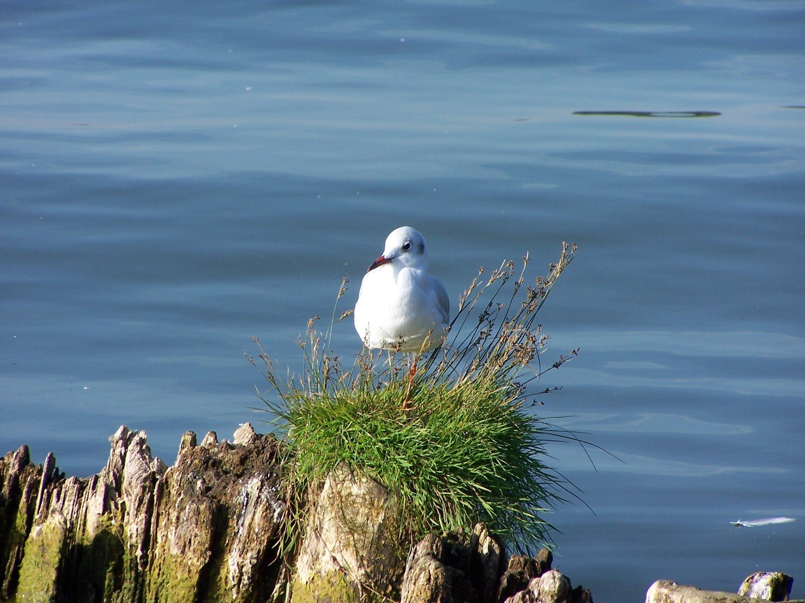 a seagull perched on top of some plants