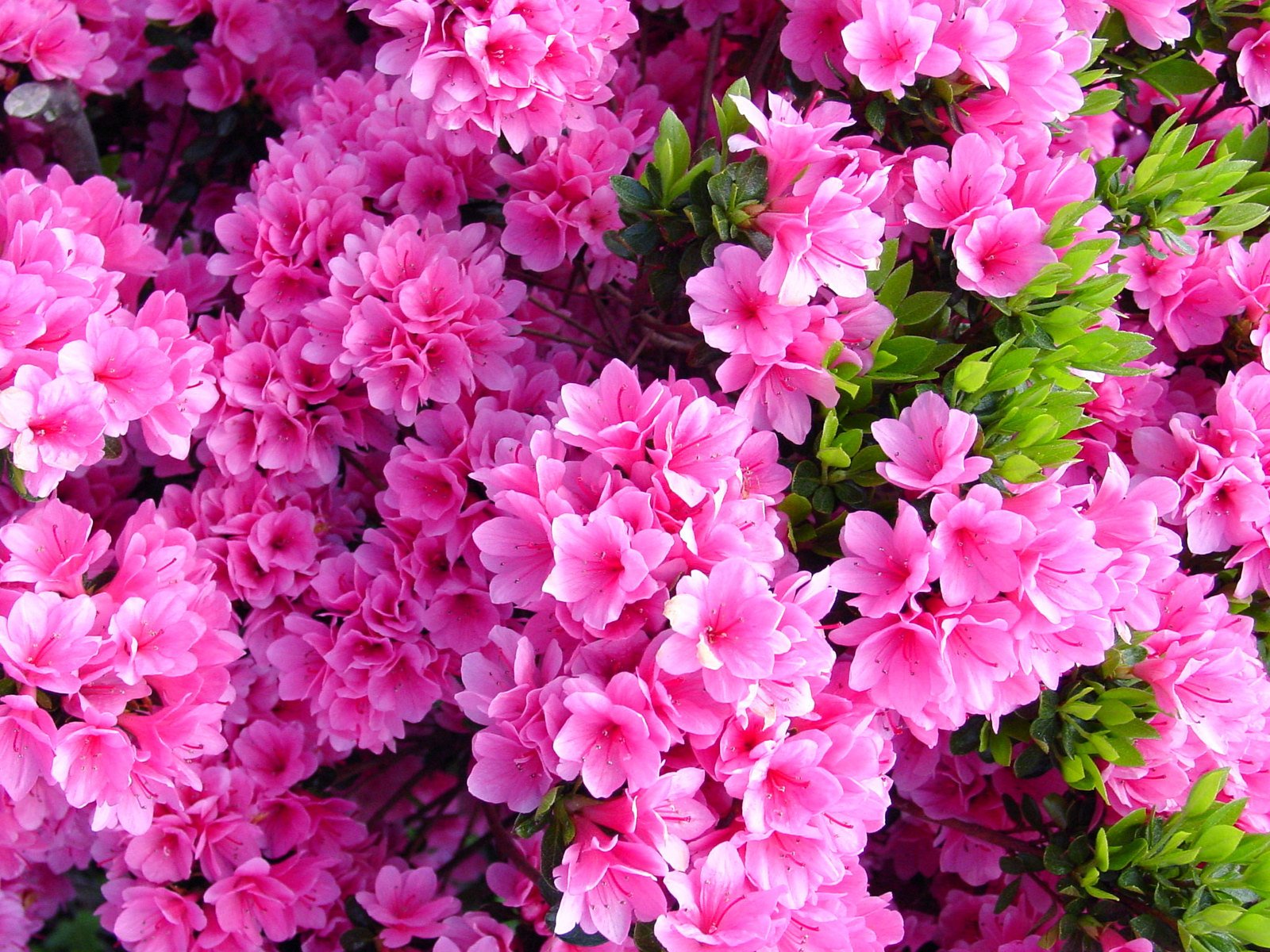 pink flowers and green leaves in close up