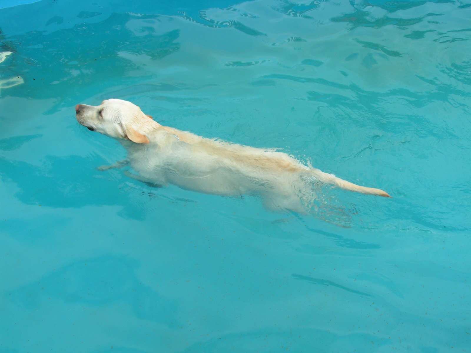 a dog that is floating in the water