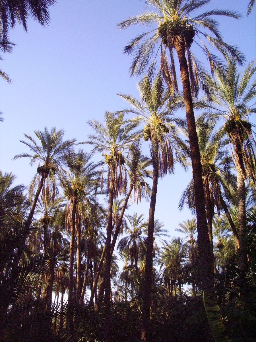 there are palm trees along with a blue sky