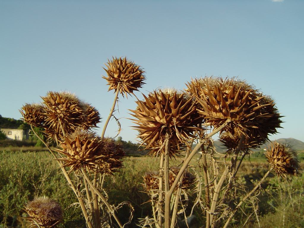 many large brown flowers stand out in the green field