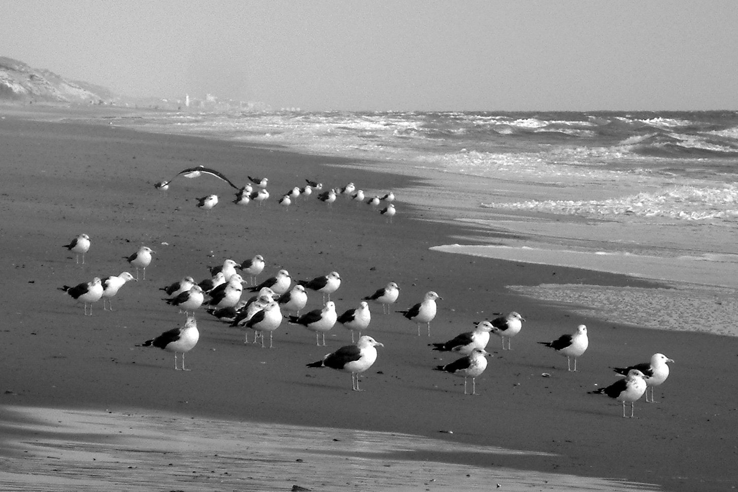 the seagulls are standing in front of each other on the beach