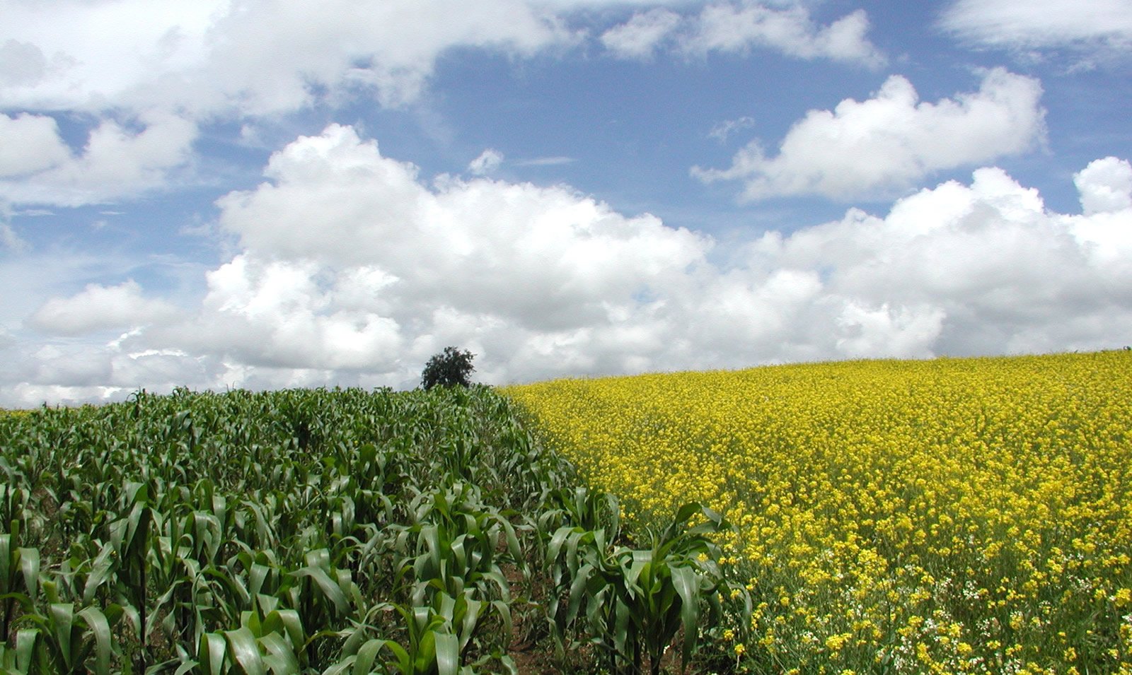 a large field full of green corn and yellow flowers