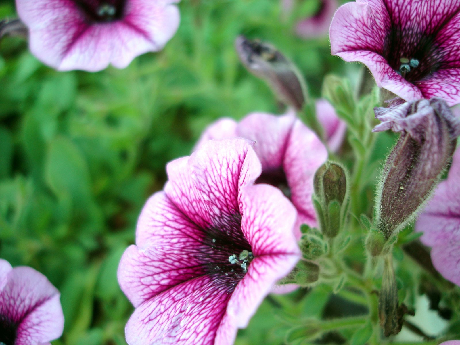 pink flowers sitting in the middle of a field