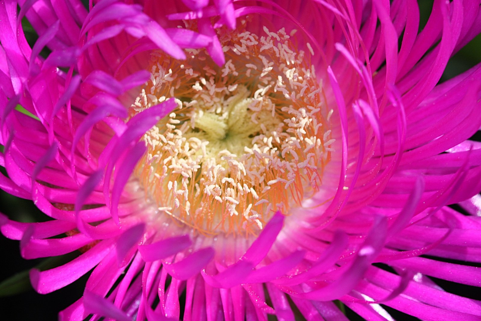 the inside of an enormous pink waterlily flower