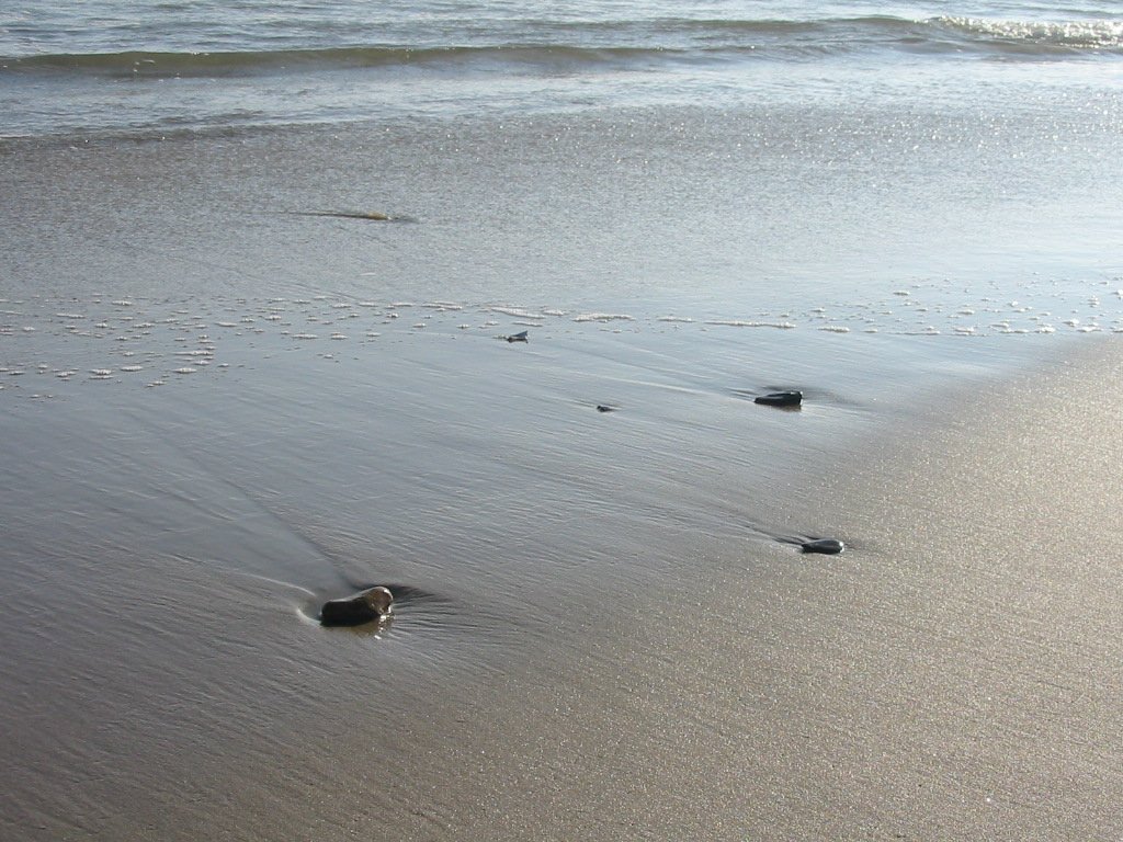 two black objects lay on the beach in shallow water