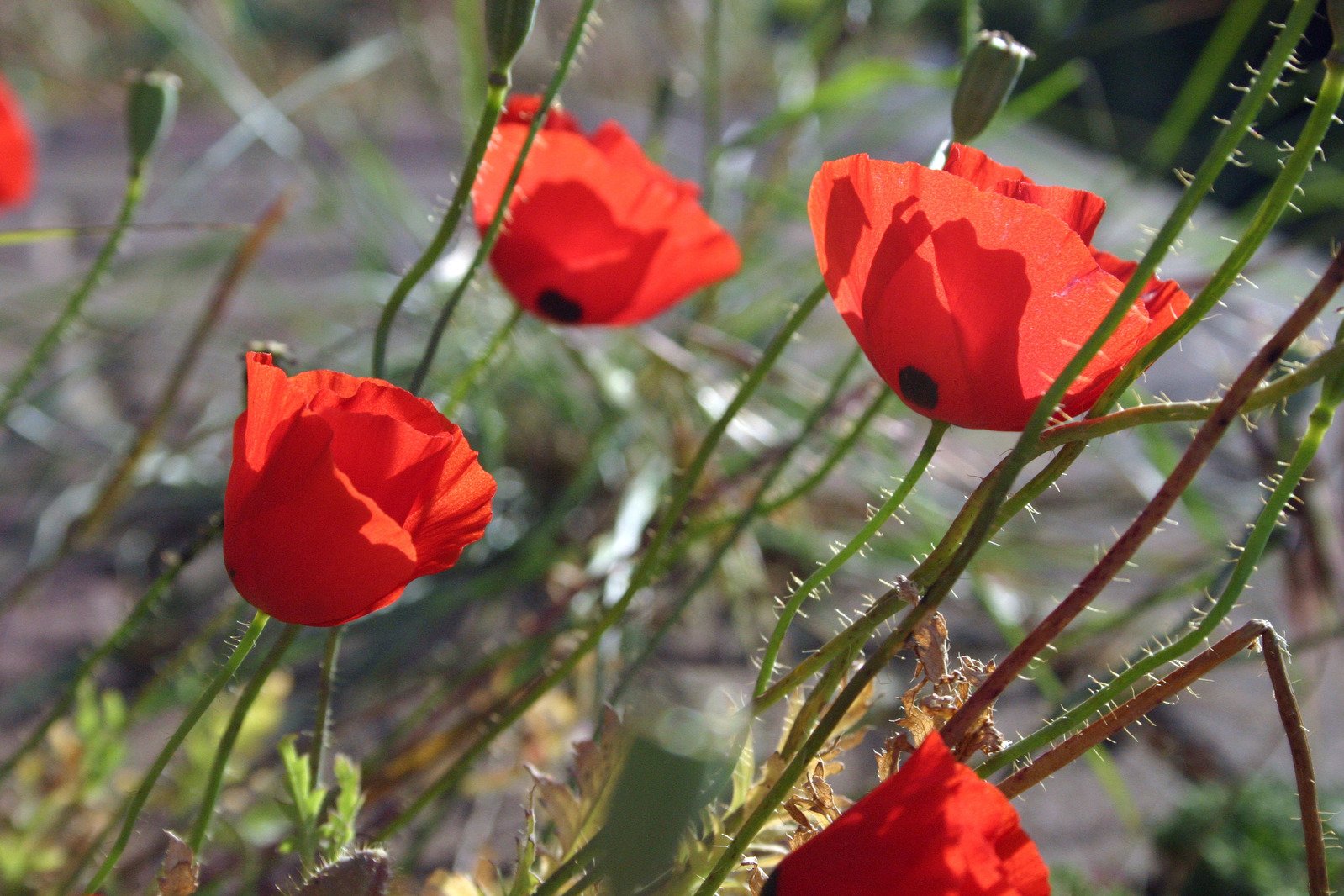 close up of red flowers on the stem and in the background, blurry grass