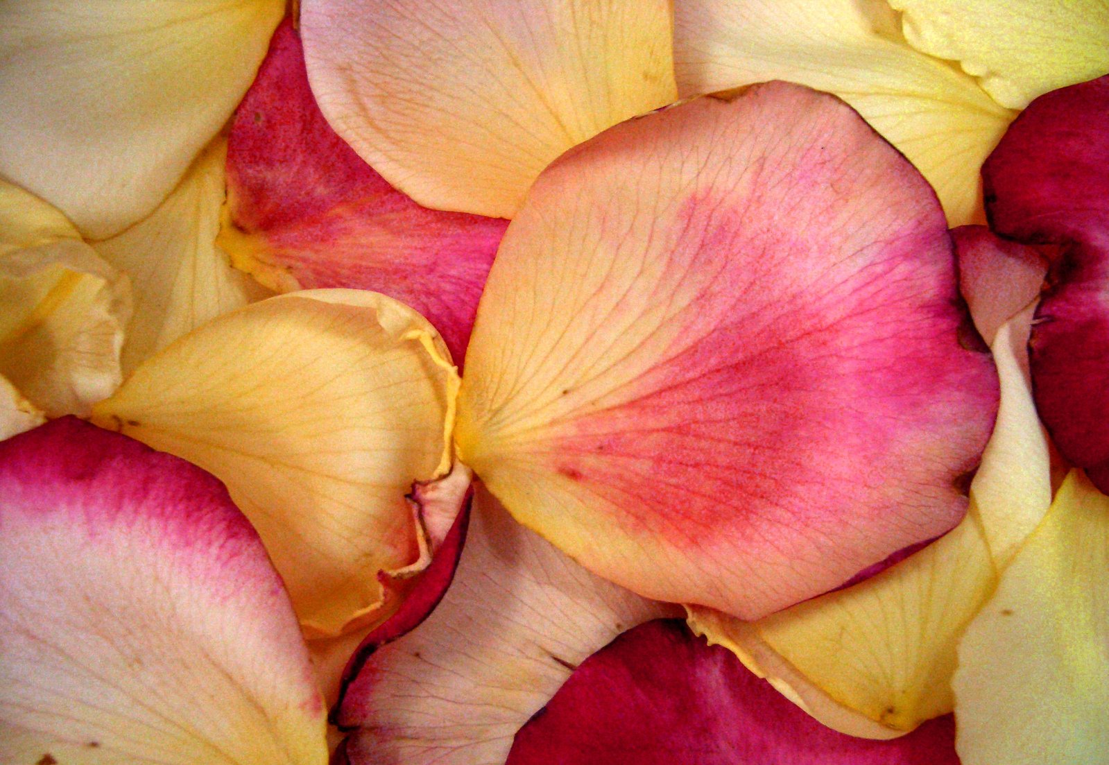 flowers of different colors and textures on display