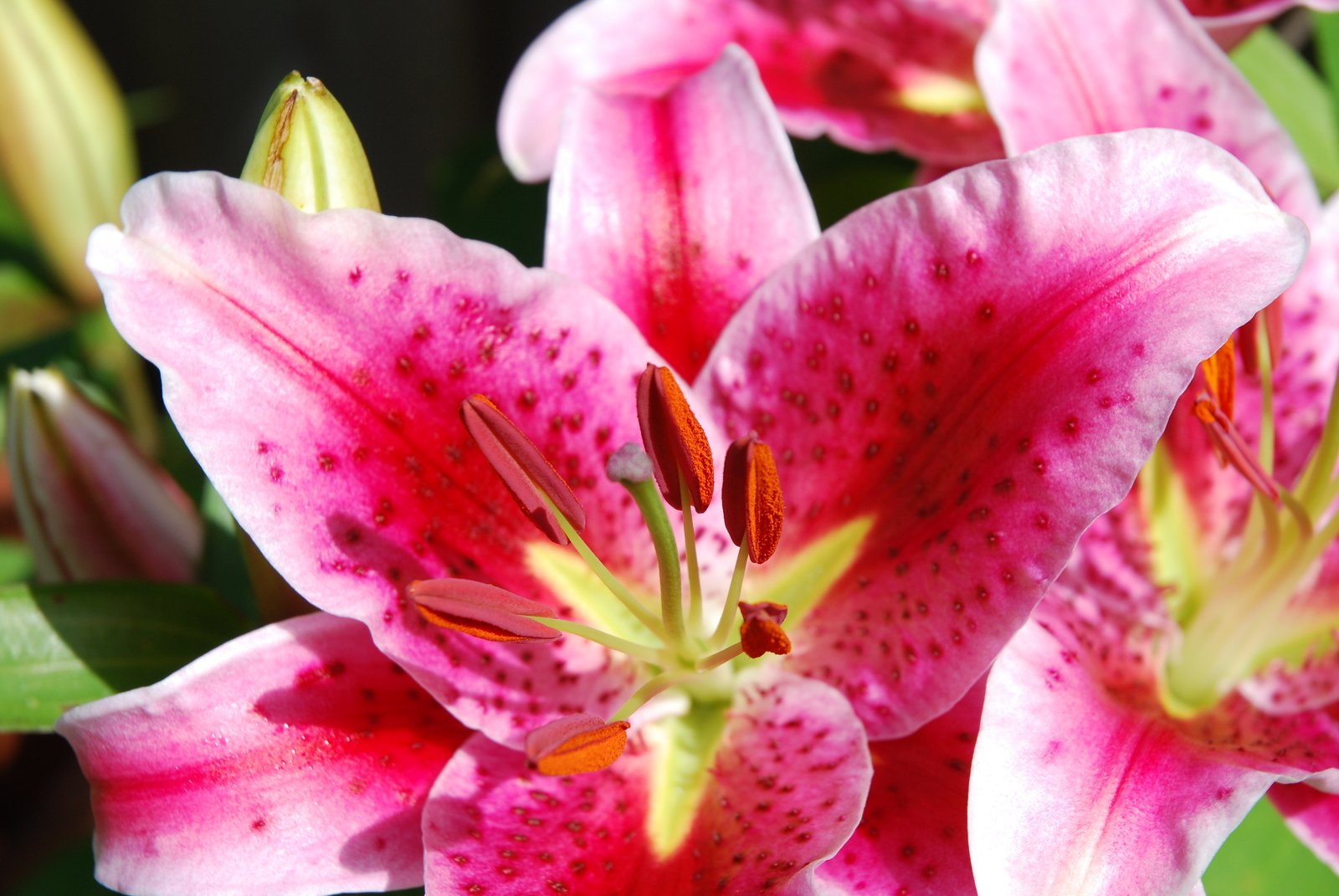 close up view of pink flowers with green leaves