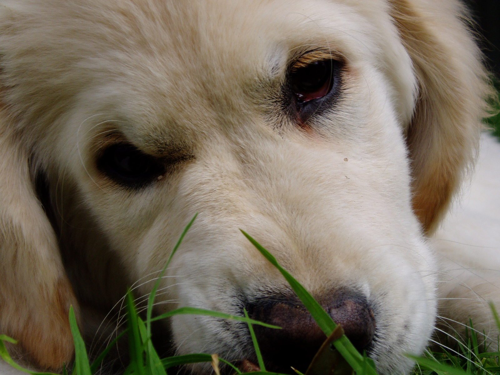 a dog is laying in the grass and looking sad