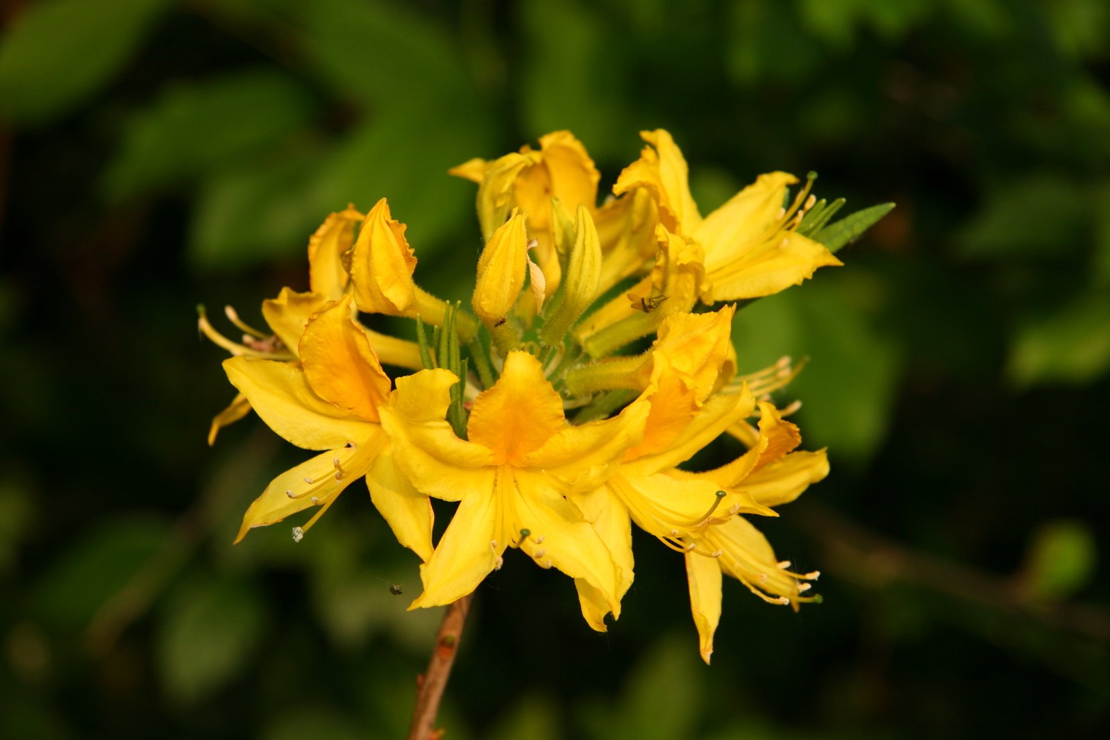 the yellow flower is blooming near many other flowers