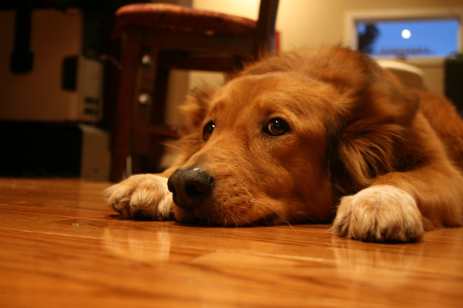 a brown and white dog lays down on the floor