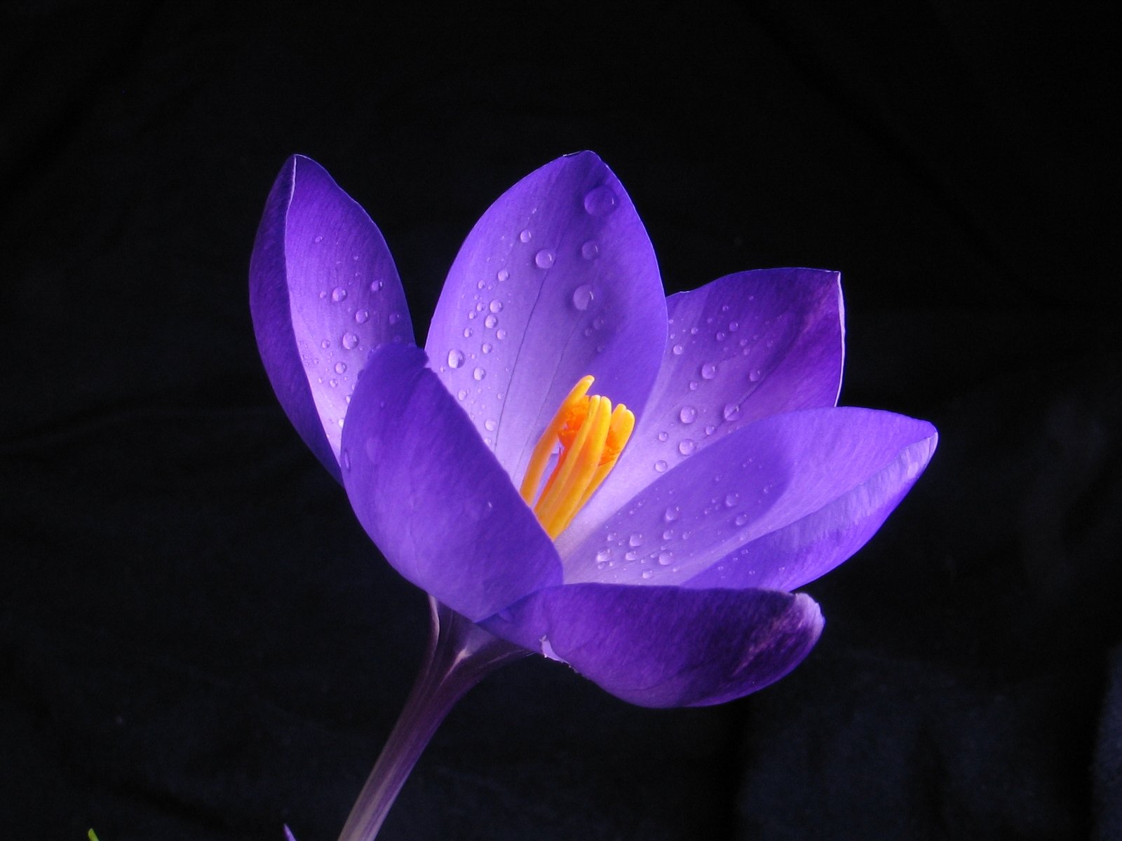 a purple flower with a yellow stamen next to it