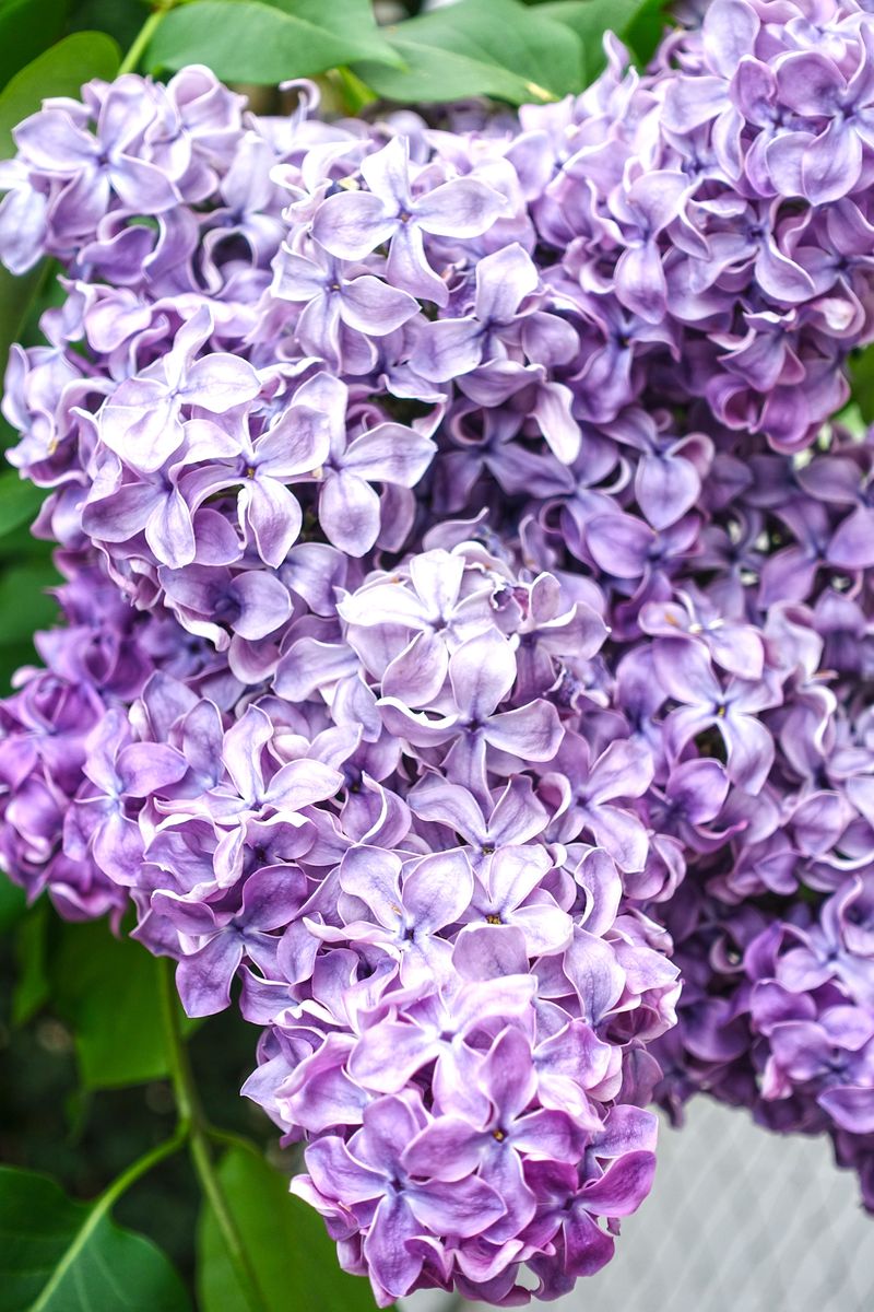 a bunch of purple lilac flowers on a tree