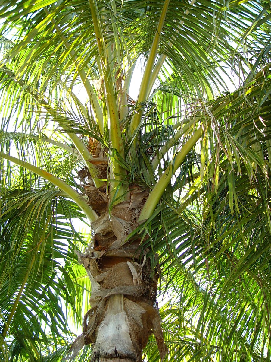 a tall, green palm tree with lots of leaves