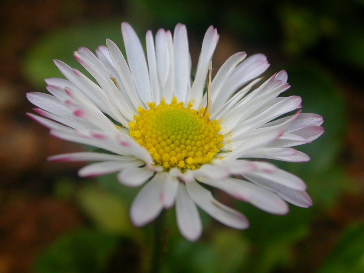 there is a small white and yellow flower