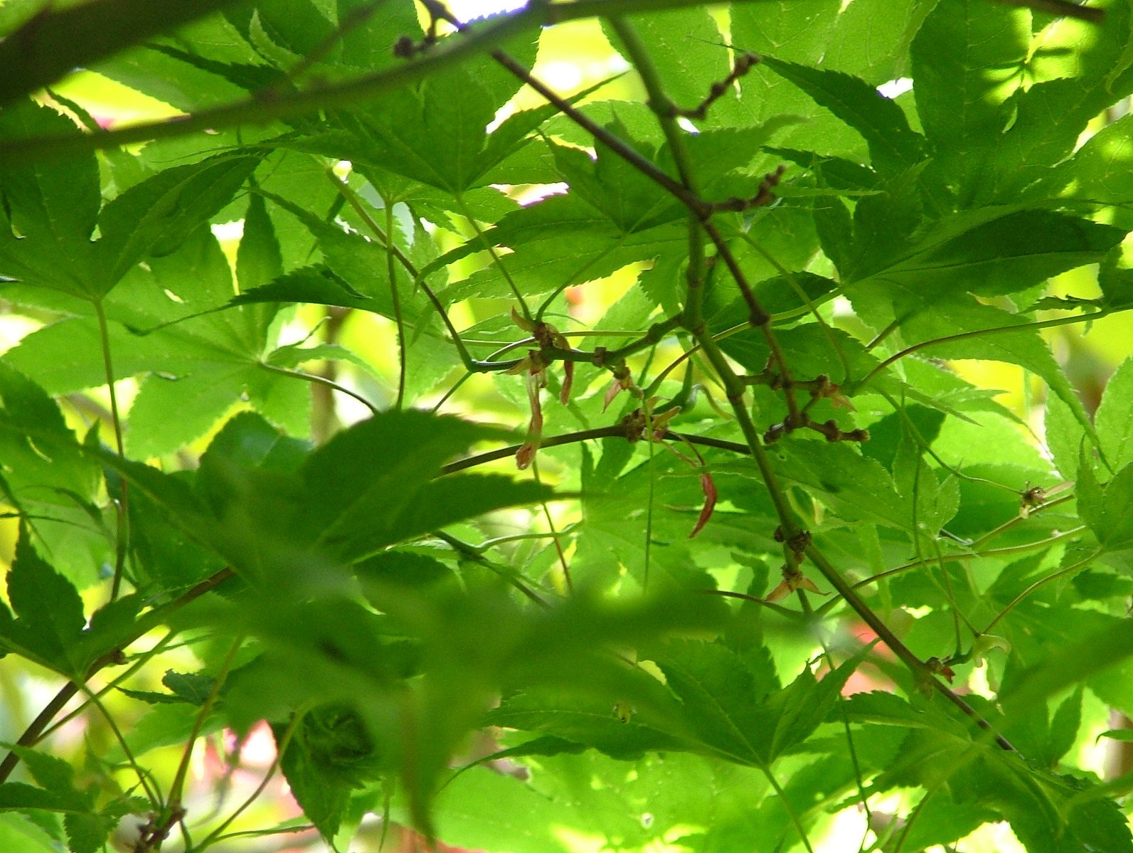 a small insect on a green leaf in a forest