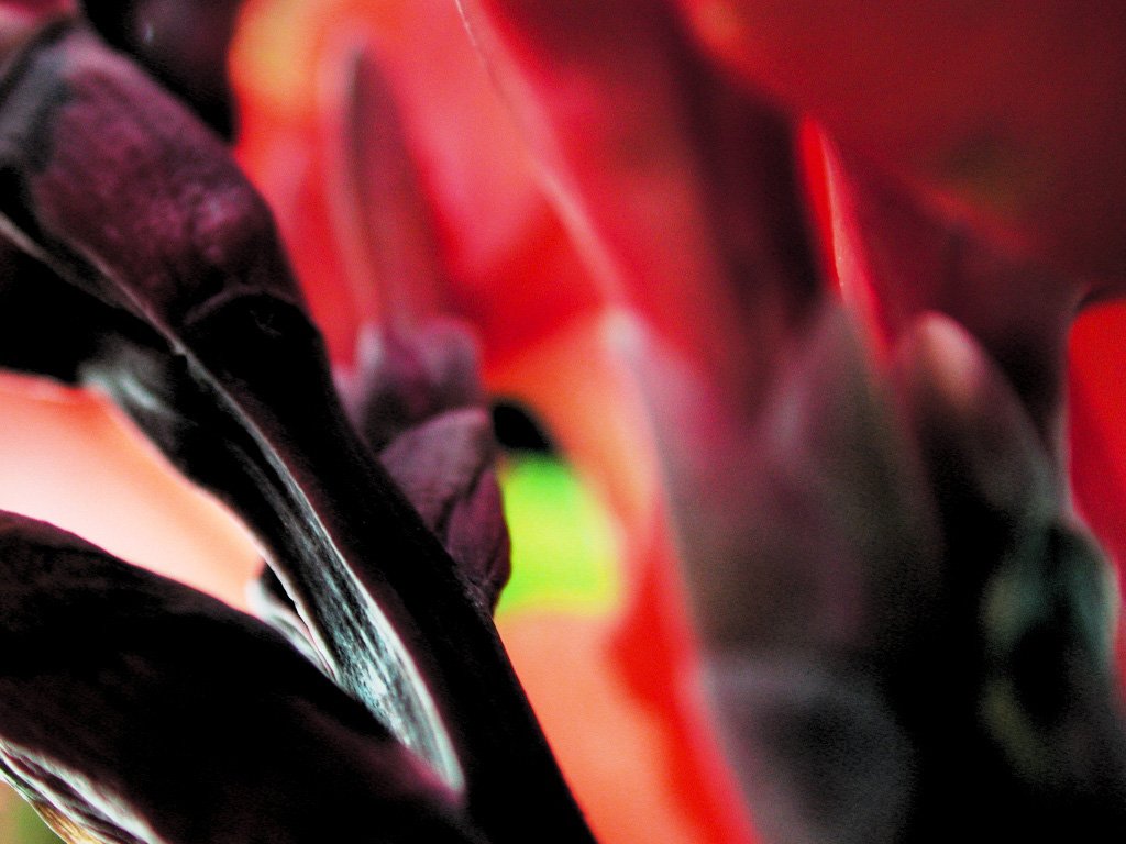 this is a very close up picture of the back end of a flower
