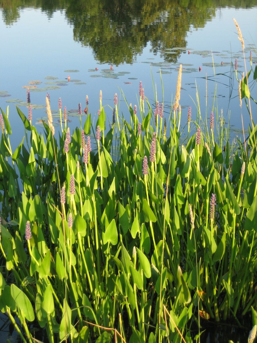 plants growing in the water next to grass and water