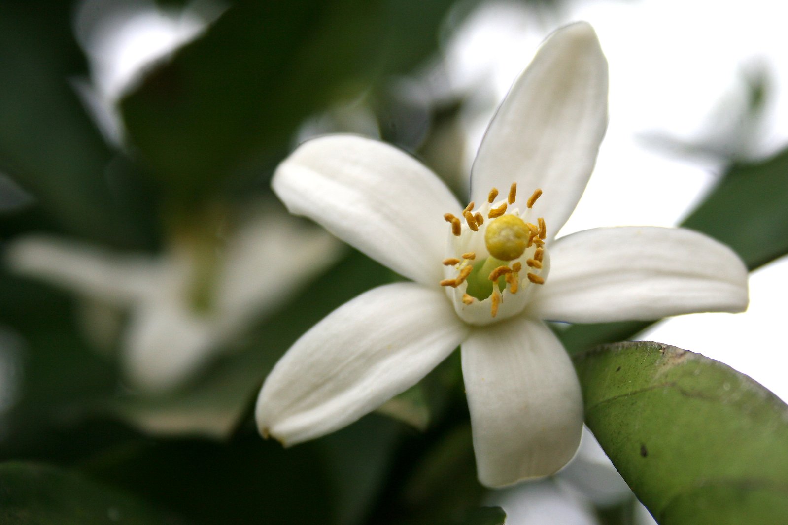 white flower with green leaves on the left
