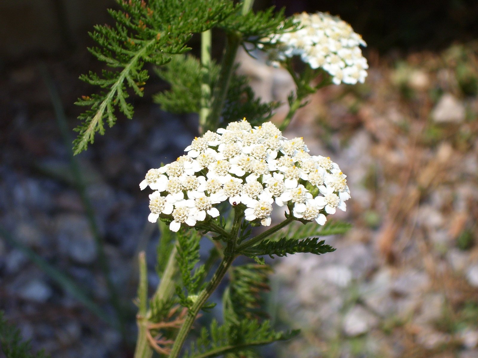 the white flowers are standing in the grass