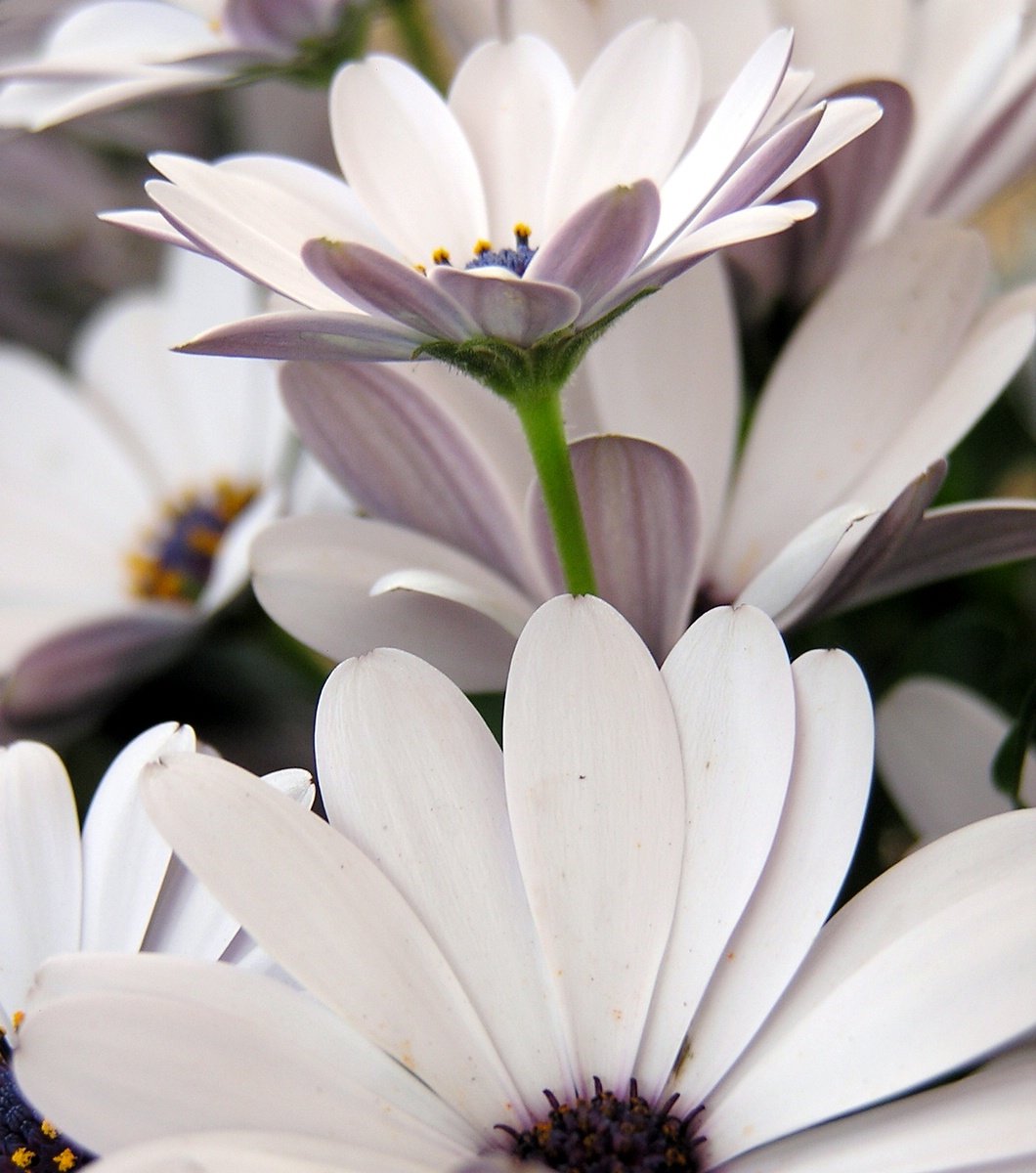 several white flowers are in the middle of purple ones