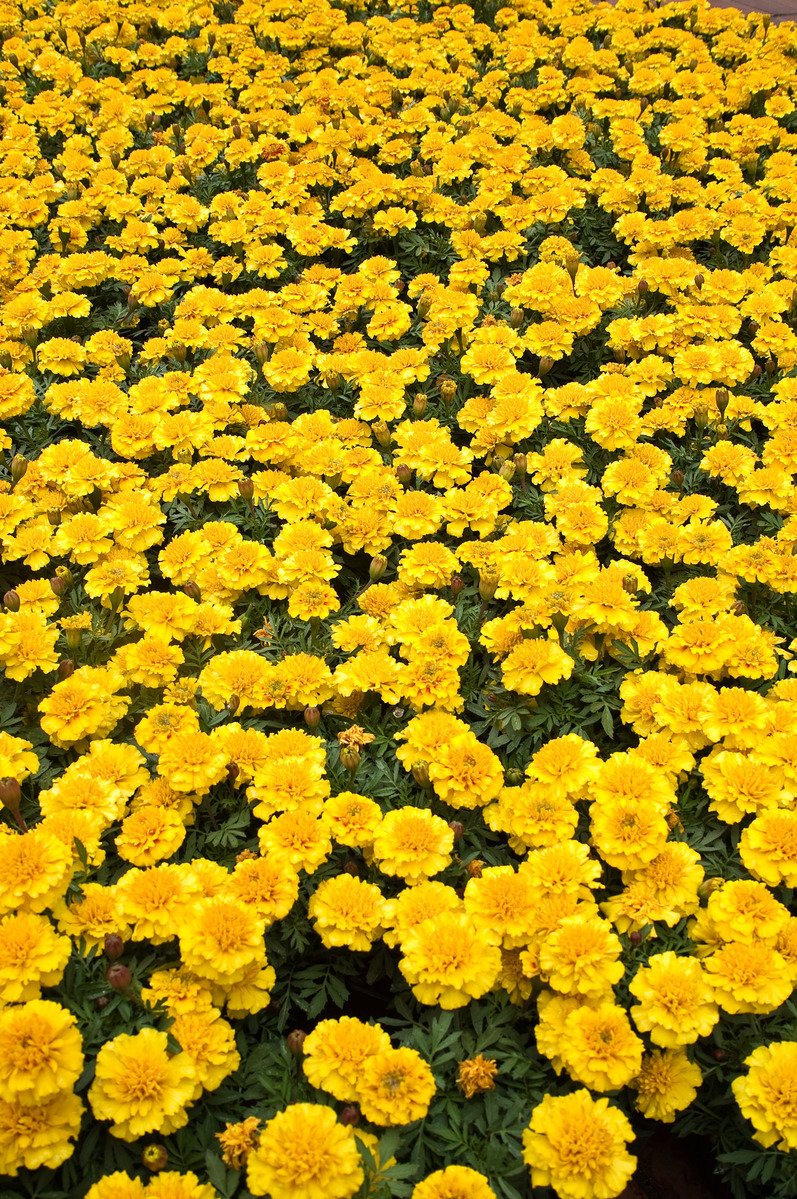 yellow flowers are shown in the foreground, and there is a bench in the background