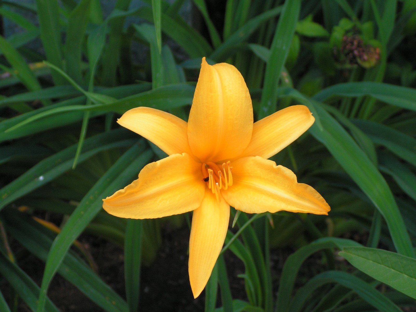 an orange flower is blooming on some tall grass