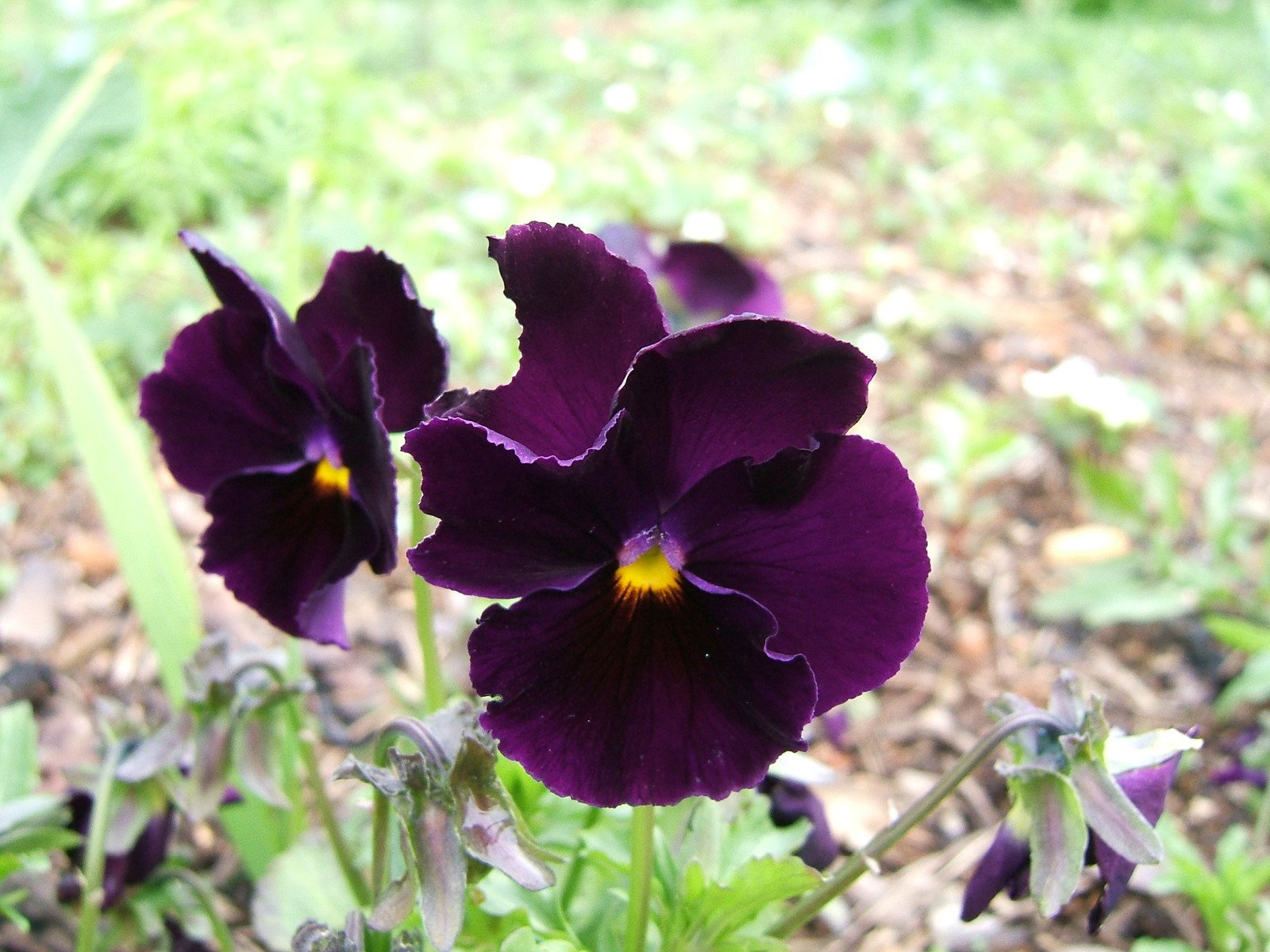 three dark purple flowers that are in a field