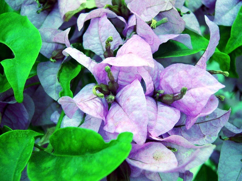 some pink flowers are in bloom and green leaves