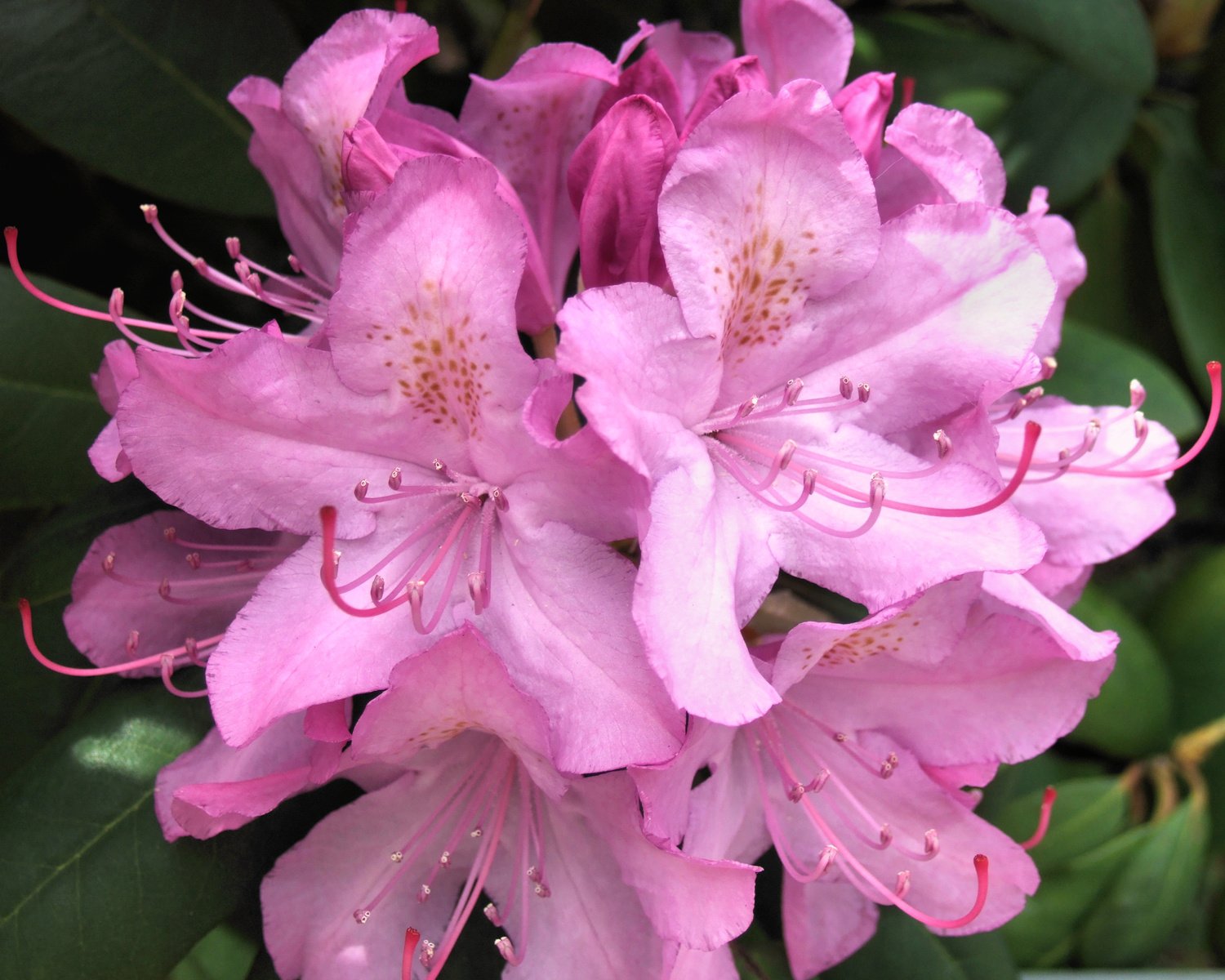 a close up view of pink flowers with green leaves