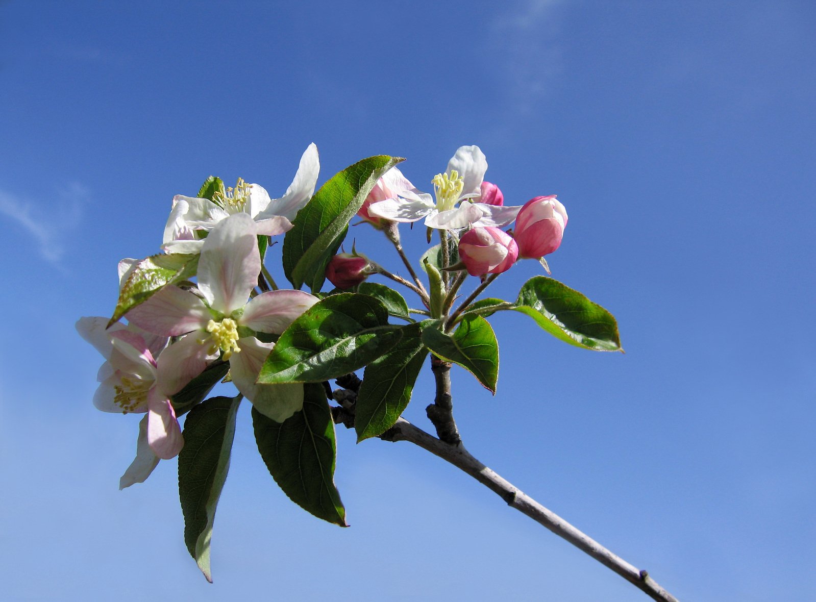 an apple tree nch with white and pink flowers