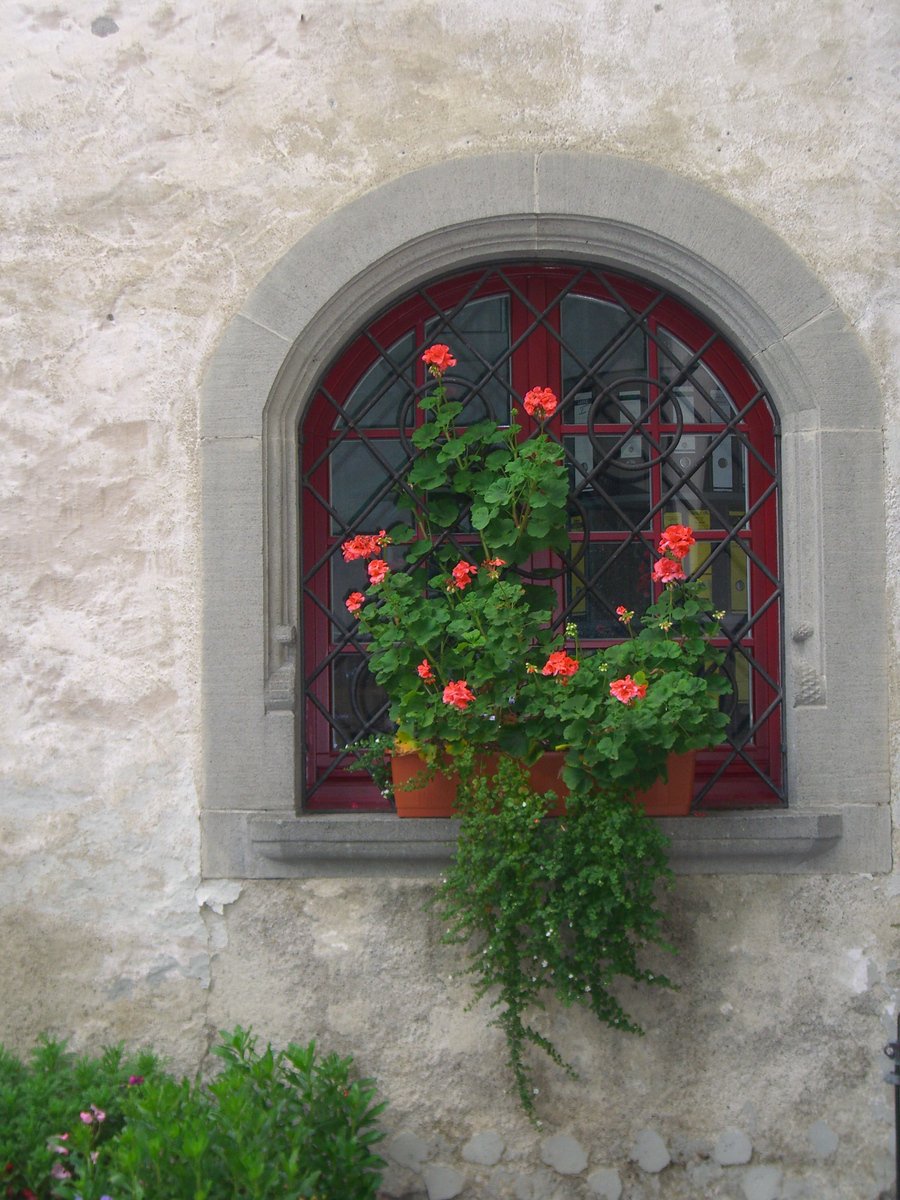 pink flowers bloom in small window and potted plants