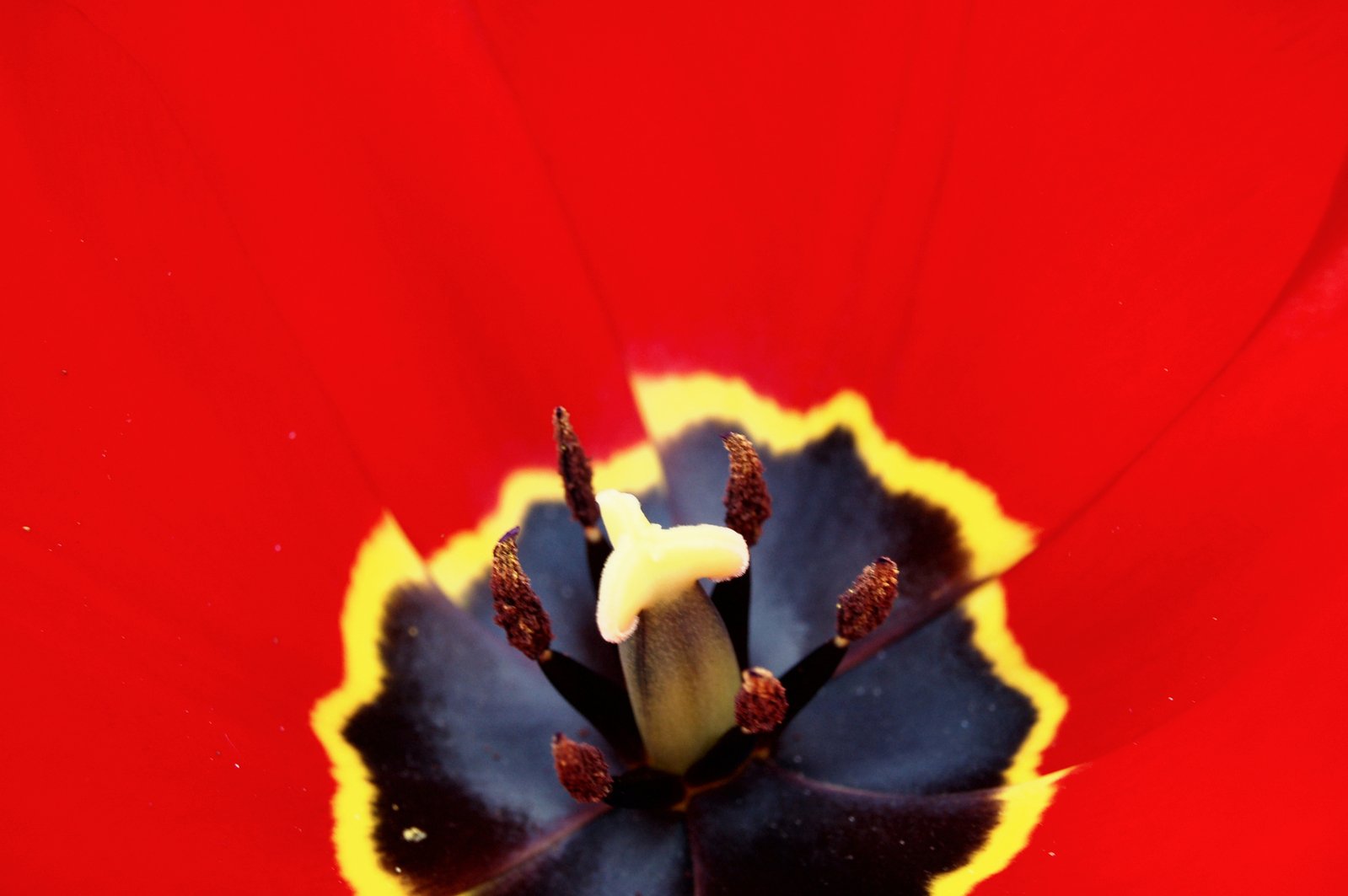 the back side of a red and yellow flower