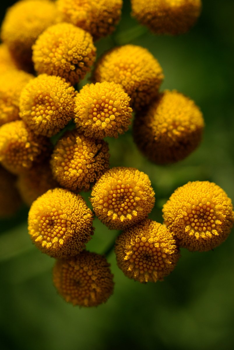 a closeup s of several yellow flowers on the stalk